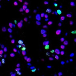 Ki67/MKI67 Antibody (SP6) - Unpurified, Novus Biologicals 0.5mL; Unlabeled:Antibodies,